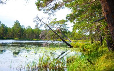 Šimonių girioje lankėsi gamtosaugos ekspertai