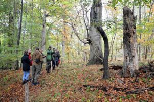 Ekspertai vaikšto po bukų girią