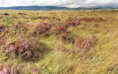 Geroji patirtis iš Škotijos