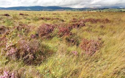 Geroji patirtis iš Škotijos
