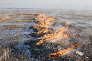 Kontroliuojami gaisrai kaip gamtotvarkos darbai 