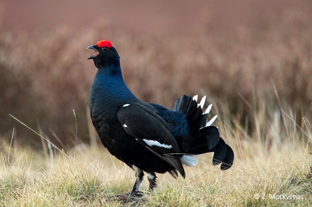 Prioritetinių priemonių programos tikslas saugoti tokias retas ir nykstančias rūšis