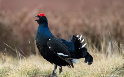 Kviečiame susipažinti su Prioritetinių veiksmų programos projektu