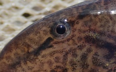 Paprastasis kirtiklis – Lietuvoje dažna žuvis, tačiau saugoma europiniu mastu