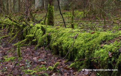 Sėkminga gamtosaugos integracija į miškotvarką: misija įmanoma?