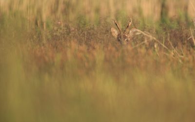 Susipažinkime – reti, paslaptingi ir saugomi. Kas šie Lietuvos gyvūnai ir augalai?