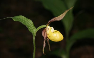 Nuostabioji Lietuvos miškų orchidėja – plačialapė klumpaitė