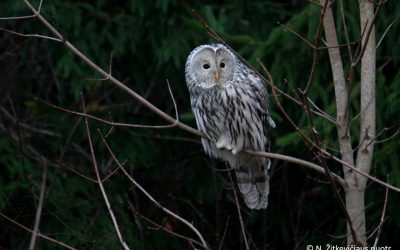 Uralinė pelėda – ypatingai reta Lietuvos miškų gražuolė