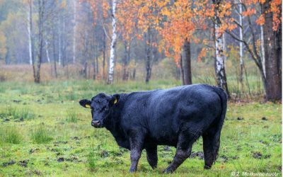 Aukštaitijos pievų išsaugojimu rūpinsis „angusai“