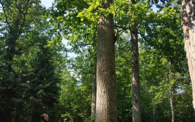 Vakaras Dūkštų ąžuolyne – laikas, kai gamtininkai pildo sengirės vertybių apskaitos knygą