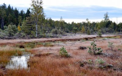 Dėmesys pelkių atkūrimui ir išsaugojimui