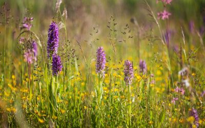 Ūkininkai kviečiami tapti naujos kartos agrarinės aplinkosaugos pradininkais Lietuvoje
