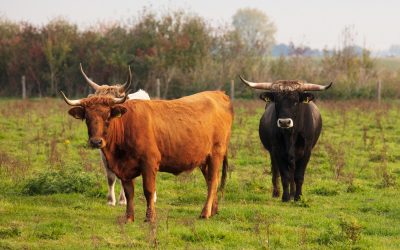 Kviečiame į mokymus gyvulininkyste besidominčius ūkininkus