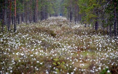 Testas: ar gerai pažįsti Lietuvos gamtos vertybes?