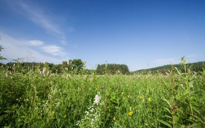 REGISTRACIJOS ANKETA į agrarinės aplinkosaugos priemonę „Gausiai žydinčių natūralių pievų išsaugojimas“
