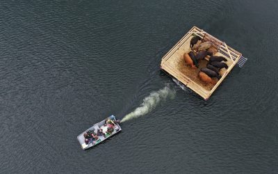Vaizdo reportažas: Į Pabiržės pusiasalį nuplukdyti galvijai atliks aplinkosauginį darbą