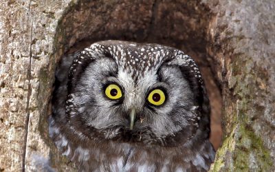 Lutučių stebėsenos ypatumai: karstymasis po medžius ir pasiklausymo įranga