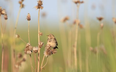 Gegužės 21-oji – svarbi diena visos Europos gamtai