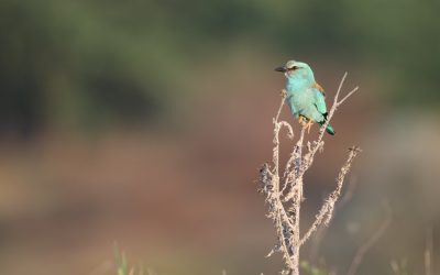 Žalvarnis – dabita, įsikuriantis buvusiose miško gaisravietėse