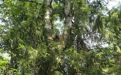 Valstybinių miškų urėdijos specialistai mokėsi atpažinti plėšriųjų paukščių lizdus