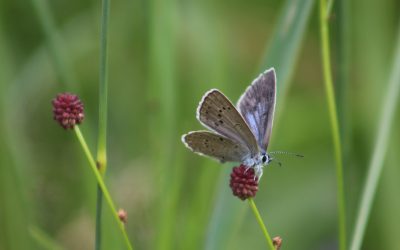 Susipažinkite: vabzdžių pasaulio gegutė – kraujalakinis melsvys