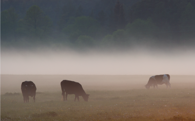 Novatoriški ūkininkai išbandys į rezultatą orientuotą agrarinę aplinkosaugą