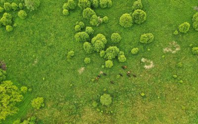 Extensive grazing has been started to restore important natural habitats (PHOTO GALLERY)