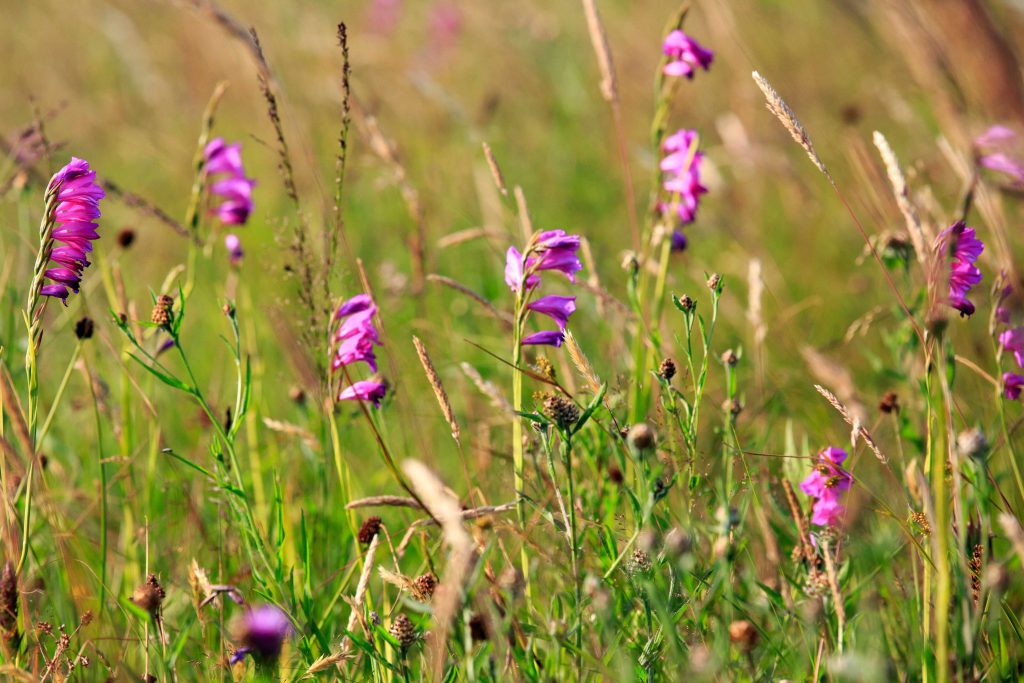Meadow, pieva, flowers