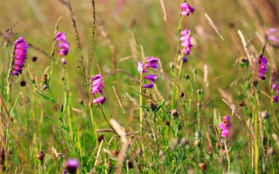 A pilot agro-environmental measure has been started in Lithuania