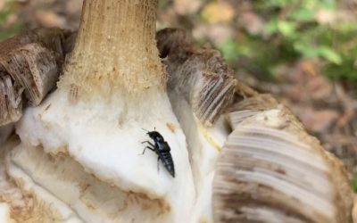 New habitats of protected species found in Labanoras forest