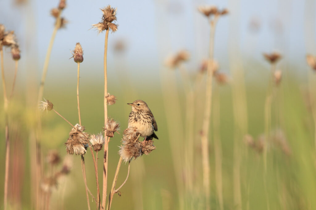 Meldinė nendrinukė