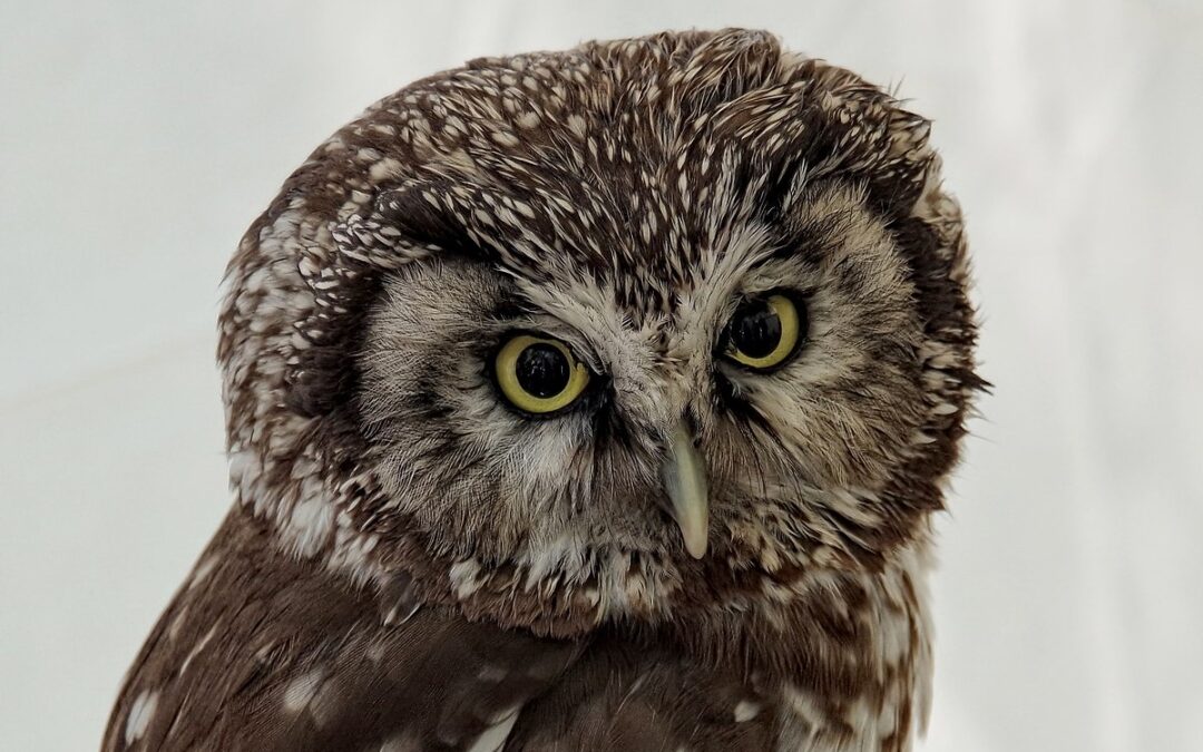 LRT Mokslo sriuba: Paukščių stebėsena Lietuvoje – vietoj ornitologų žygių naudojami specialūs įrenginiai