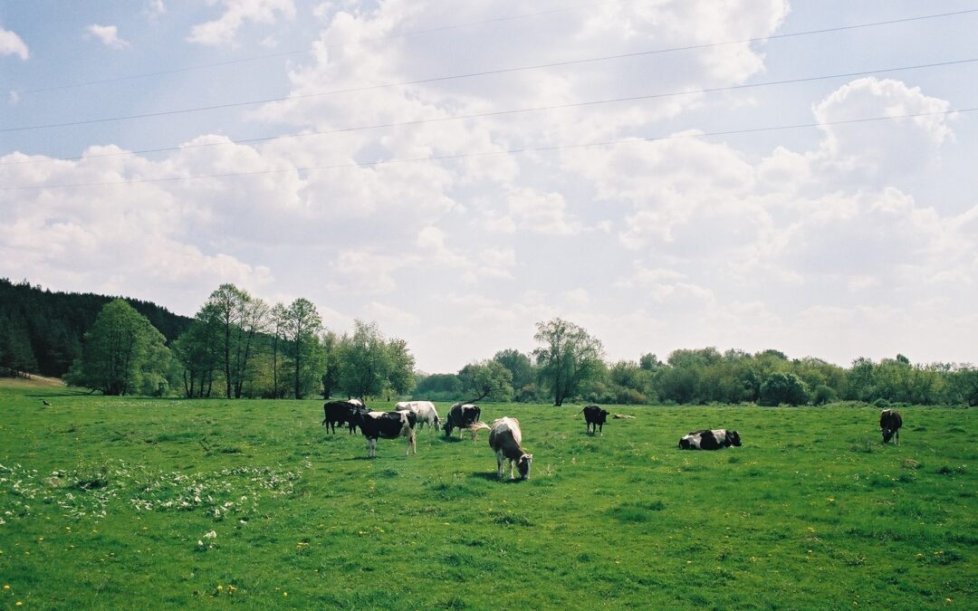 Klimato kaitai švelninti ir gamtinei įvairovei išsaugoti – senosios ganymo tradicijos