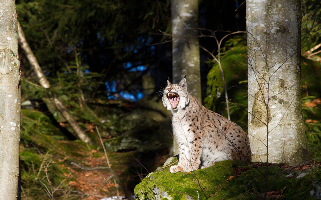Kas yra „Natura 2000“ tinklas?