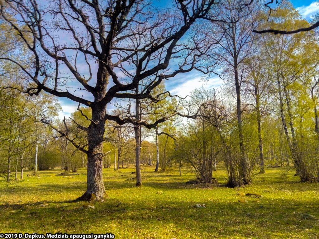 Medžiais apaugusios ganyklos buveinė