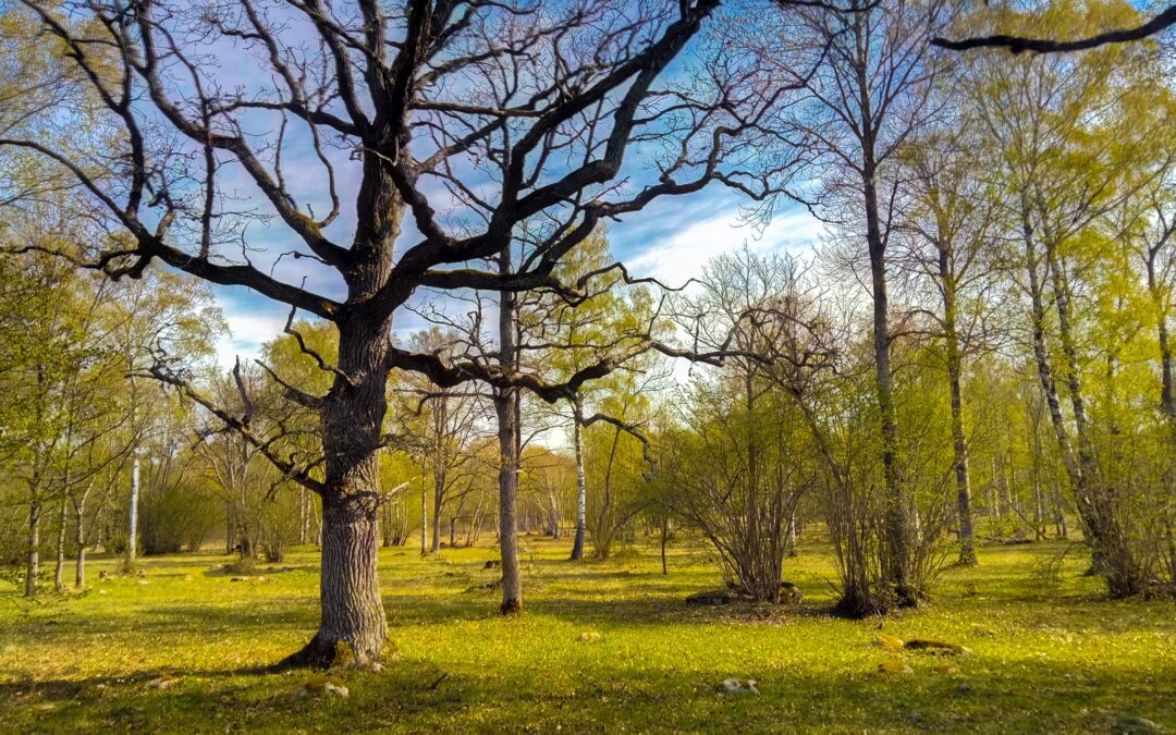 Kviečiame saugomų teritorijų specialistus į seminarą „Kalbame apie Natura 2000“