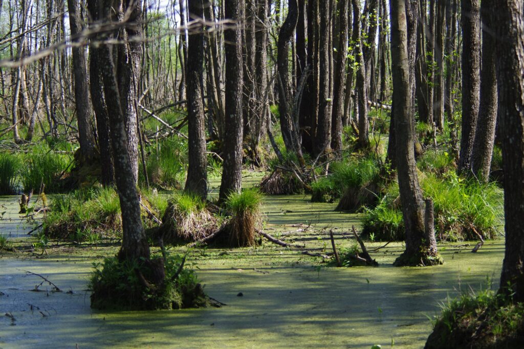 pelkėti lapuočių miškai