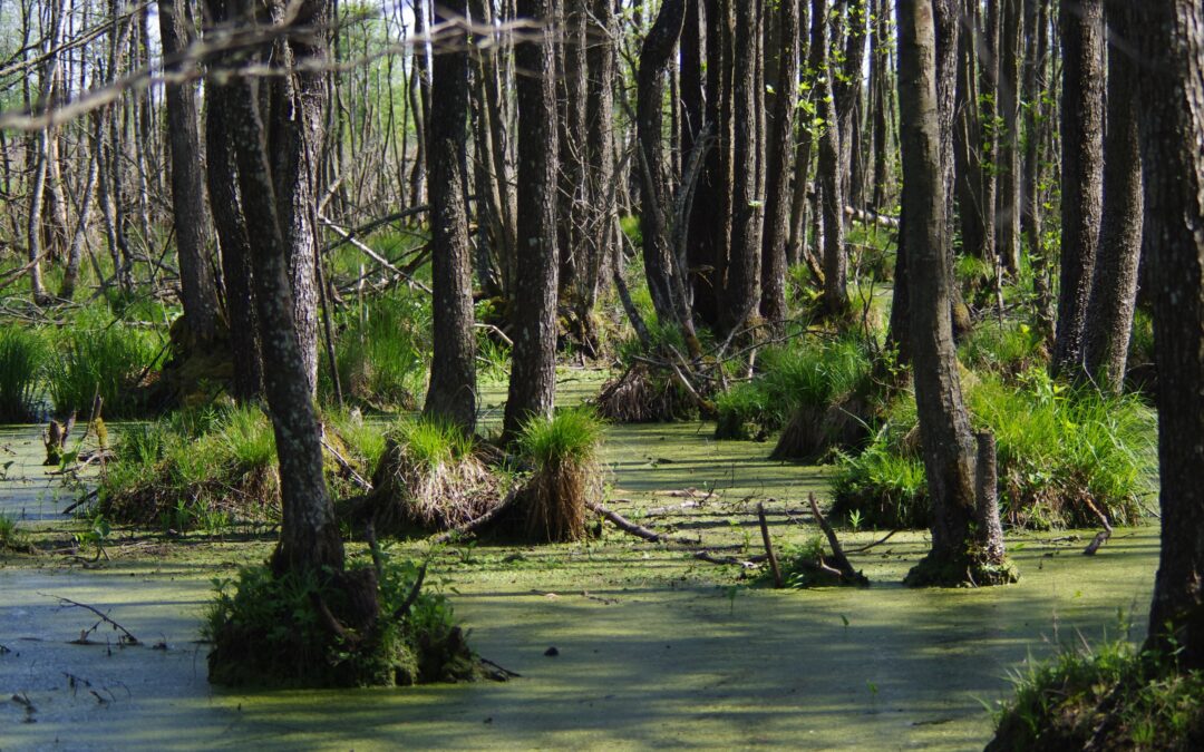 Pristatytos miško buveinių tvarkymo rekomendacijos. Iki balandžio 6 d. priimami pasiūlymai jų tobulinimui