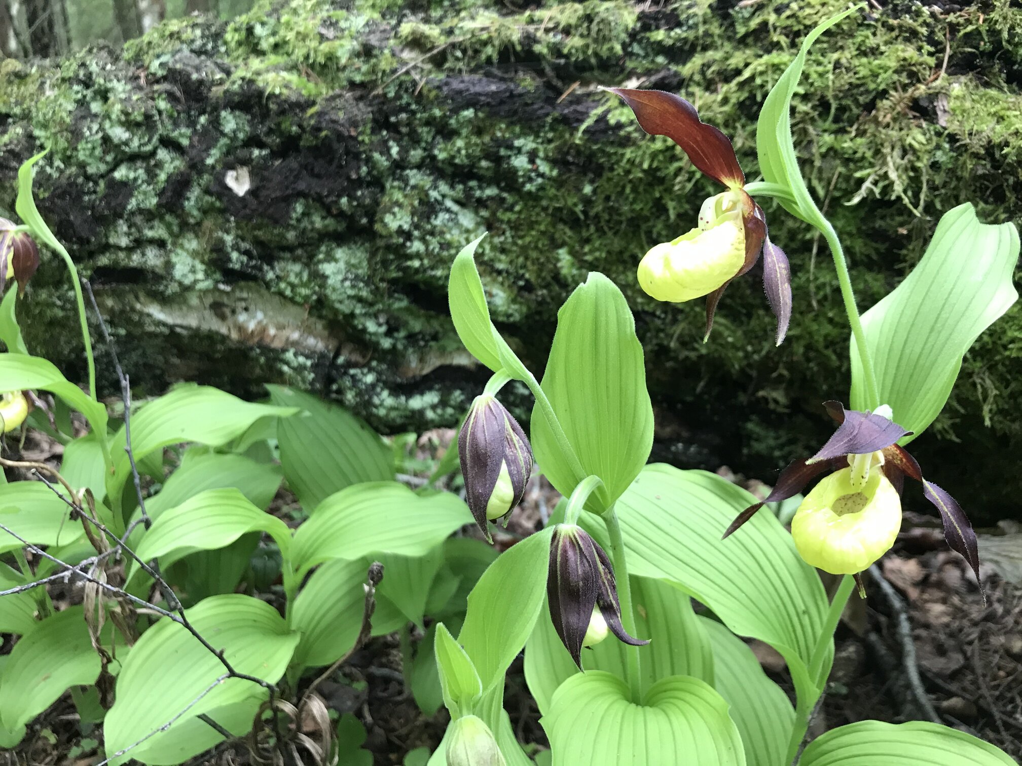 Plačialapės klumpaitės