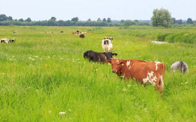 Agrarinė aplinkosauga – vienas iš gamtai palankaus ūkininkavimo sprendimų