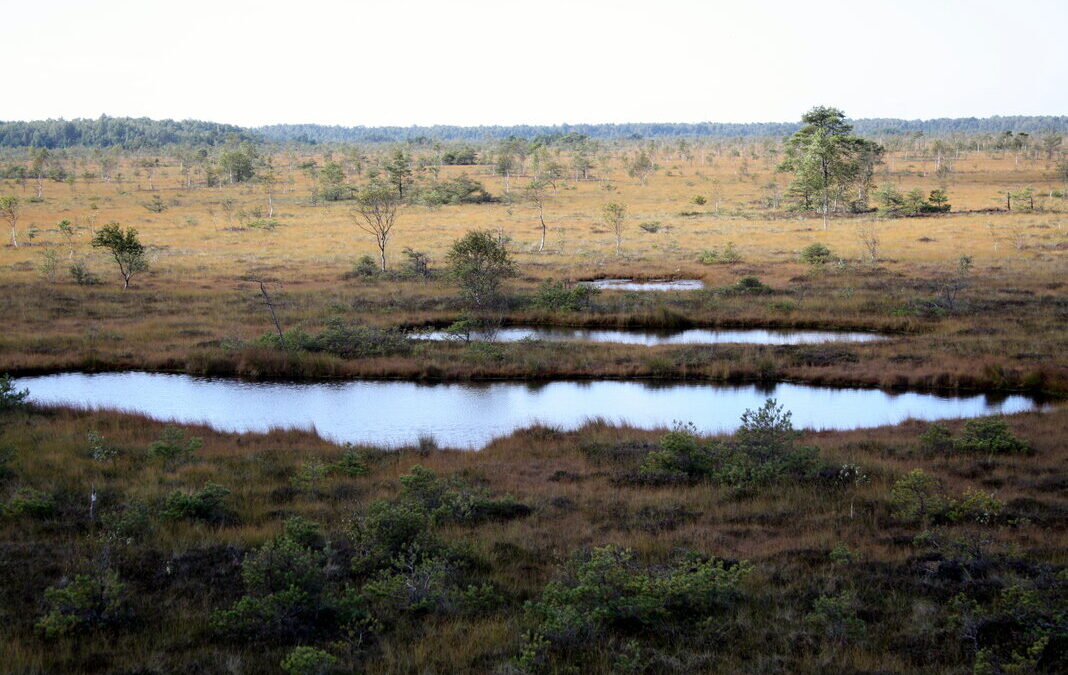 Pelkės: kokį vaidmenį jos atlieka mūsų gyvenime?