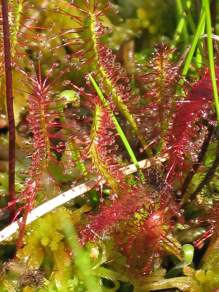 Ilgalapė saulašarė