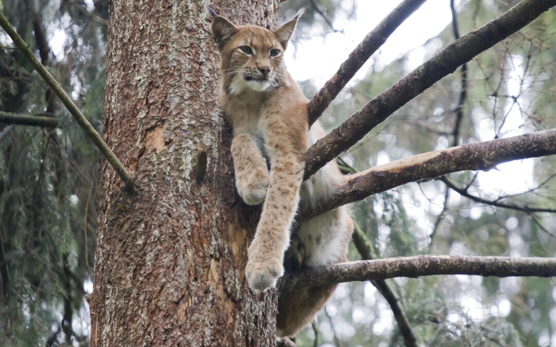 Susipažinkite: paslaptingoji miškų karalienė – lūšis