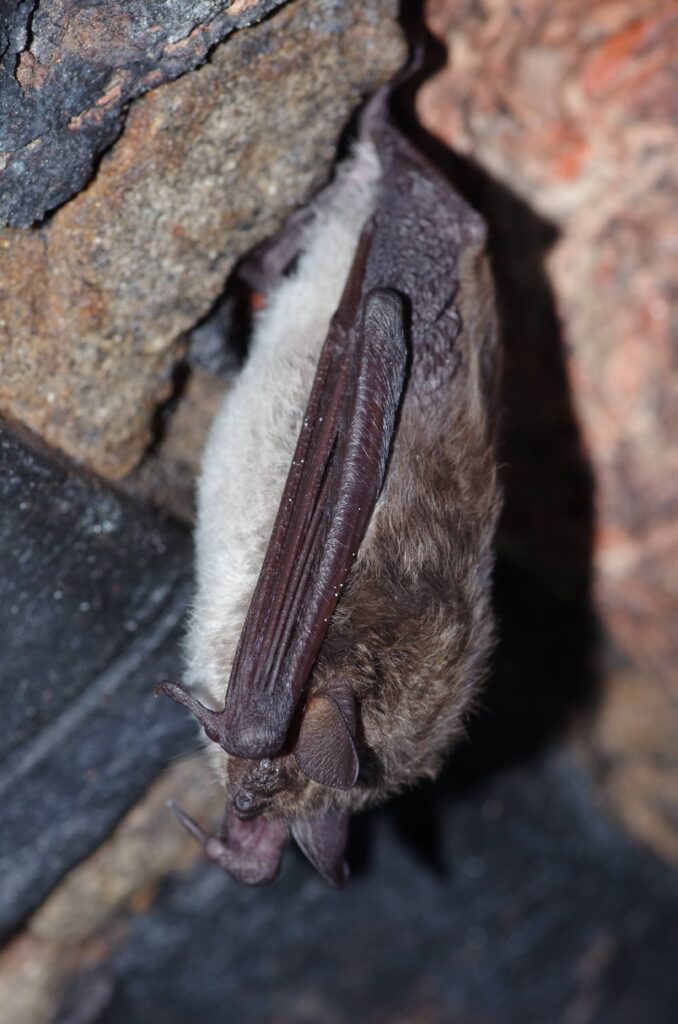 kūdrinis pelėausis, šikšnosparnis