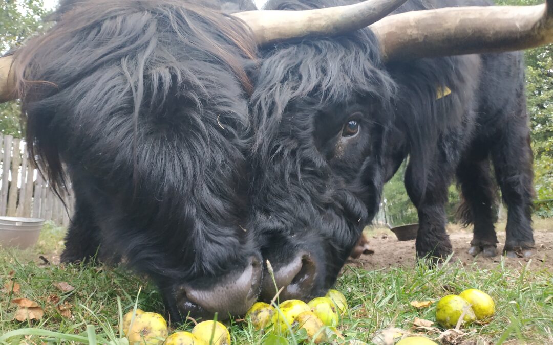 Kviečiame dalyvauti mokymuose „Agrarinė aplinkosauga ir jos populiarinimas Lietuvoje“