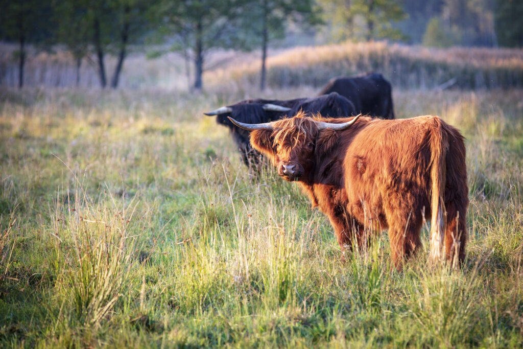 karvės, agrarinė aplinkosauga