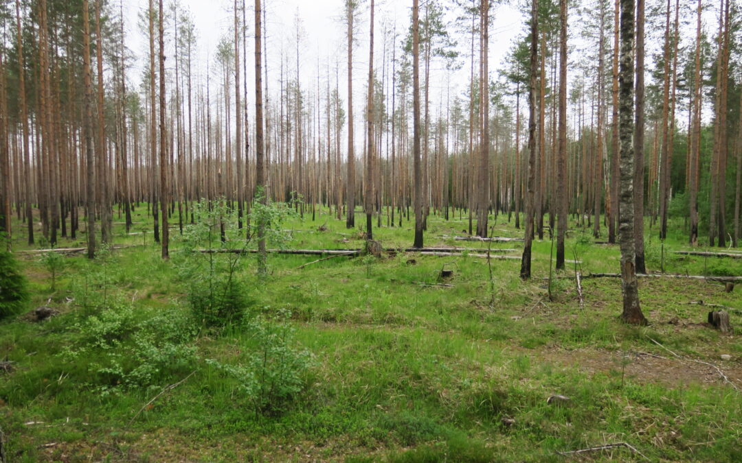 Tarptautinėje konferencijoje aptartos galimybės gamtosaugai pasitelkti ugnį