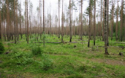 Tarptautinėje konferencijoje aptartos galimybės gamtosaugai pasitelkti ugnį