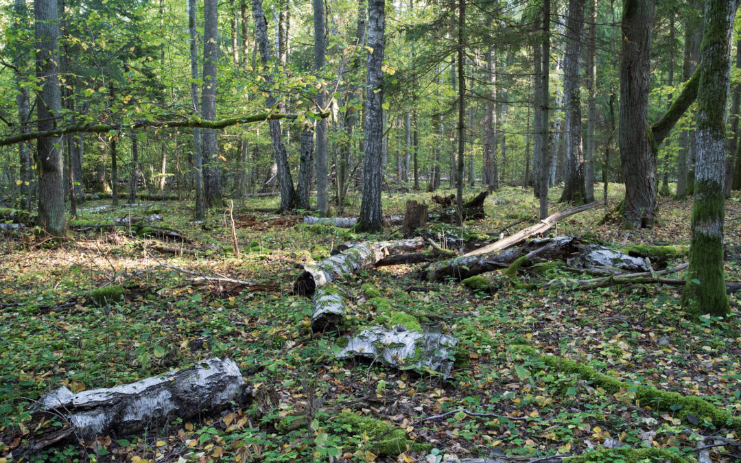 Seminaras „Žmogaus ir miško santykis, naudojimas ir apsauga“