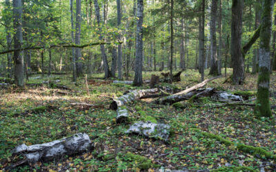 Gyventojų apklausa: didžiausią susirūpinimą kelia miškų tvarkymas saugomose teritorijose